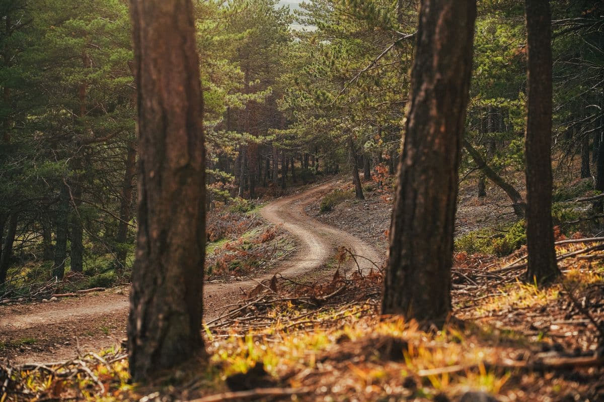A winding forest path
